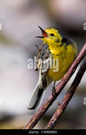 Citrin Bachstelze (Motacilla Citreola), auf einem Ast kratzen seinen Kopf, Griechenland, Lesbos Stockfoto