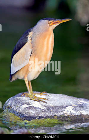 Zwergdommel (Ixobrychus Minutus), stehend auf einem Stein im ruhigen Wasser, Griechenland, Lesbos Stockfoto