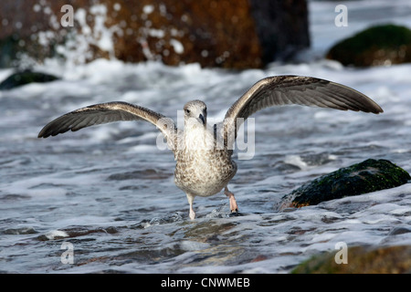 Silbermöwe (Larus Argentatus), wird geweckt durch eine Welle läuft auf den Strand, Deutschland, Mecklenburg-Vorpommern, Ostsee Stockfoto