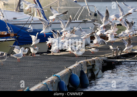 Lachmöwe (Larus Ridibundus), in Scharen fliegen von einer Anlegestelle, Deutschland, Nordrhein-Westfalen Stockfoto