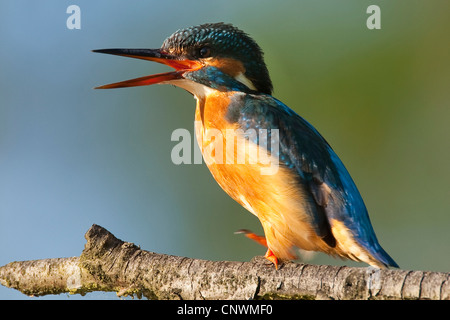 Fluss-Eisvogel (Alcedo Atthis), auf einem Ast, mit der Aufforderung, Deutschland Stockfoto