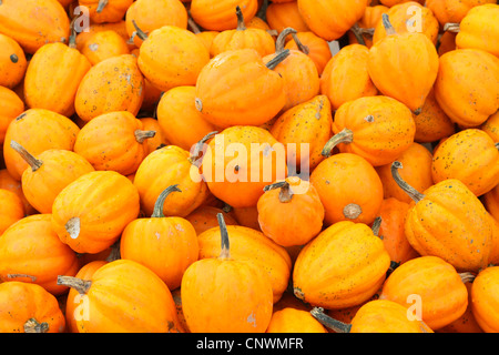 Zier-Kürbis (Cucurbita Pepo Convar. Microcarpina), große Anzahl von gelben Früchten Stockfoto