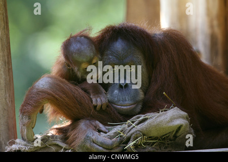 Sumatra-Orang-Utan (Pongo Pygmaeus Abelii, Pongo Abelii), Mutter mit Jungtier Stockfoto