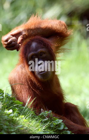 Sumatra-Orang-Utan (Pongo Pygmaeus Abelii, Pongo Abelii), sitzen auf einer Wiese mit einem Arm auf den Kopf Stockfoto