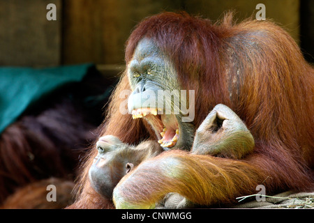 Sumatra-Orang-Utan (Pongo Pygmaeus Abelii, Pongo Abelii), Jugendkriminalität in den Armen einer gähnenden Mutter Stockfoto