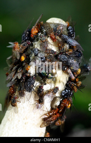 Stinkmorchel (Phallus Impudicus), bedeckt mit fliegen Stockfoto