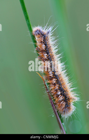 Lakaien &amp; Eggars, Ohrengeier Motten (Zelt Raupen) (Lasiocampidae), Raupe bedeckt mit Morgentau auf einem Grashalm, Deutschland Stockfoto