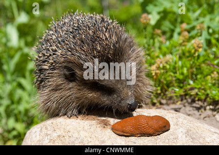 westlichen Igel, Europäische Igel (Erinaceus Europaeus), mit Rundheck Slug, Deutschland Stockfoto