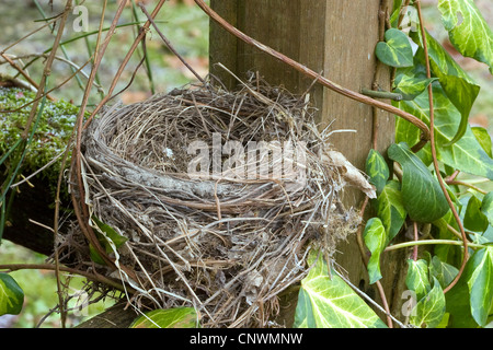 Amsel (Turdus Merula), leere Nest an einem Zaun, Deutschland Stockfoto