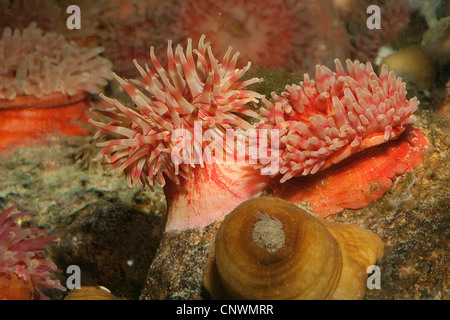 Feline Dahlie Anemone, Feline Meer Dahlie (Tealia Felina, Urticina Felina), auf Felsen Boden Stockfoto