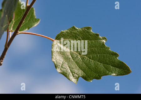 Silberpappel, Silber-leaved Pappel, Abele (Populus Alba), Blatt gegen Blu Sky, Deutschland Stockfoto