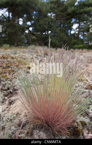 graue Haare-Rasen (Corynephorus Canescens), blühen auf einer Düne, Deutschland Stockfoto