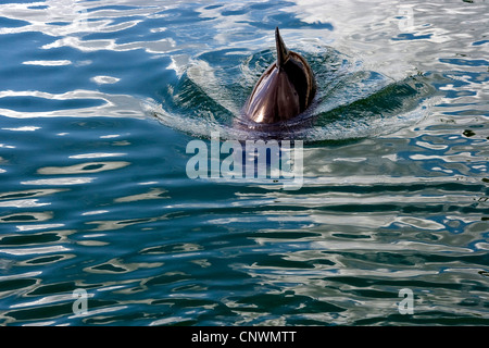 gemeinsame Schweinswal, Schweinswal, gemeinsame Schweinswal, schnaufend Schwein (Phocoena Phocoena), Schwimmen im Meer, Deutschland Stockfoto