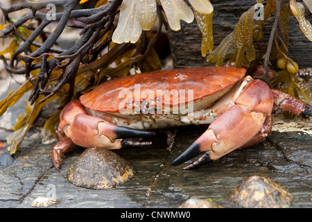 Europäische essbare Krebs (Cancer Pagurus), nass sitzt auf Fels unter Algen, Deutschland Stockfoto