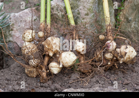 Topinambur (Helianthus Tuberosus), Glühbirnen, Deutschland Stockfoto