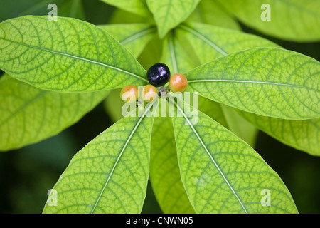 Rauwolfia, Java Teufel Pfeffer, Devilpepper, des Teufels Pfeffer, Serpentwood (Rauvolfia Serpentina, Rauwolfia Serpentina), mit Früchten Stockfoto