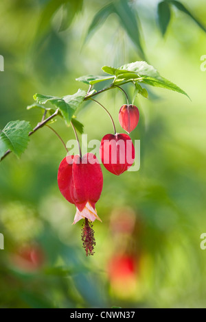 Nachgestellte Frameworks (Frameworks Megapotamicum), Blumen Stockfoto