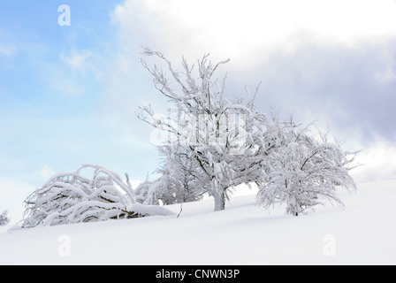 Winterlandschaft im Sauerland, Deutschland, Nordrhein-Westfalen, Sauerland Stockfoto