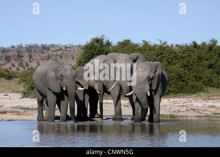 Afrikanischer Elefant (Loxodonta Africana), Herde im Wasser Platz, Botswana, Chobe National Park, Savuti Reservat Stockfoto
