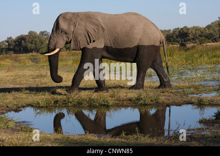 Afrikanischer Elefant (Loxodonta Africana), Wandern am See, die untere Hälfte nass aus einem Bad, Botswana, Moremi Wildrevat Stockfoto
