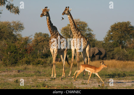 Giraffe (Giraffa Plancius), zwei Erwachsene, umgeben von anderen Tieren, Botswana, Chobe National Park, Savuti Stockfoto