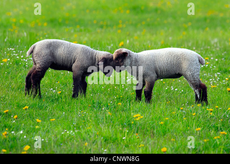 Hausschaf (Ovis Ammon F. Aries), zwei Lämmer stehend auf einer Wiese Kopf an Kopf, Schweiz Stockfoto