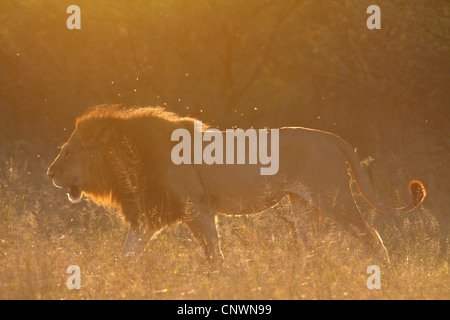 Löwe (Panthera Leo), Mann zu Fuß durch die Savanne im Sonnenlicht glitzernden Botswana, Moremi Wildrervat Stockfoto