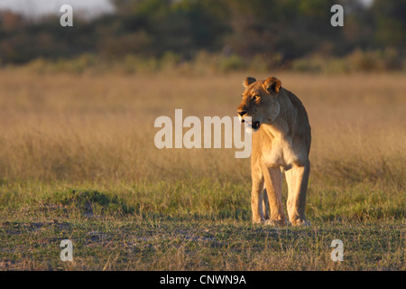 Löwe (Panthera Leo), Löwin stehend in der Savanne, Botswana, Moremi Wildrervat Stockfoto