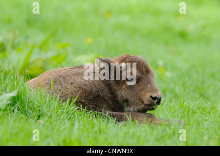 Europäische Bison, Wisent (Bison Bonasus Caucasicus), juvenile liegen in der Wiese Stockfoto