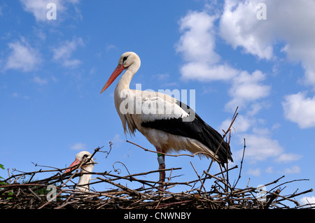 Weißstorch (Ciconia Ciconia), paar im Nest, Deutschland Stockfoto