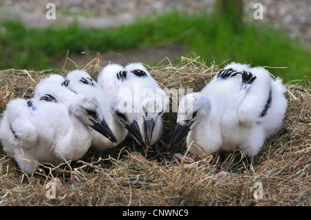 Weißstorch (Ciconia Ciconia), vier Küken im Nest, Deutschland Stockfoto