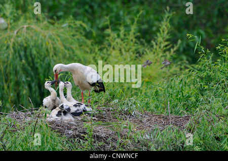 Weißstorch (Ciconia Ciconia), Erwachsene mit drei Jungtieren, Fütterung, Deutschland Stockfoto