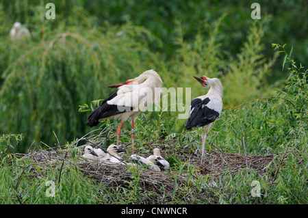 Weißstorch (Ciconia Ciconia), paar in einem Nest voller Küken begrüßen einander bei der Rückkehr von einem von ihnen durch den Kopf nach hinten biegen und Klappern mit ihren Rechnungen, Deutschland Stockfoto