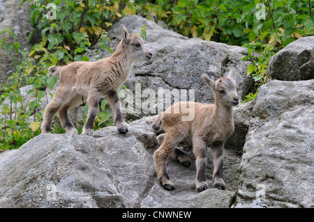 Alpensteinbock (Capra Ibex), zwei Jugendliche klettern auf Felsen, Alpen Stockfoto