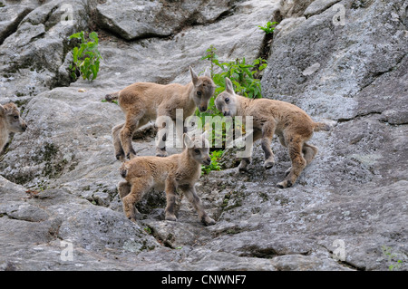 Alpensteinbock (Capra Ibex), vier Jugendliche in einer Felswand, Alpen Stockfoto