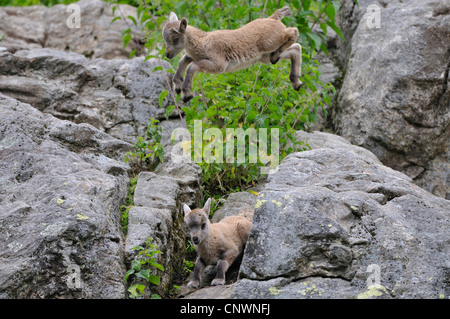 Alpensteinbock (Capra Ibex), zwei Jugendliche klettern ein springen über Felsen, Alpen Stockfoto