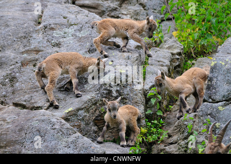 Alpensteinbock (Capra Ibex), vier Jungtiere klettern über die Felsen, Alpen Stockfoto