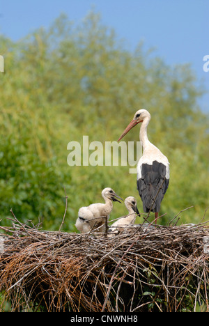 Weißstorch (Ciconia Ciconia), Erwachsene am Nest mit zwei Küken, Deutschland Stockfoto