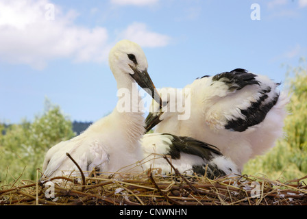 Weißstorch (Ciconia Ciconia), zwei Jungtiere im Nest, Deutschland Stockfoto