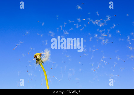 gemeinsamen Löwenzahn (Taraxacum Officinale), Fruchtbildung Kopf im Wind, Schweiz Stockfoto