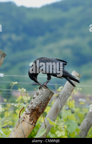 AAS-Krähe (Corvus Corone), sitzt auf und picken an einem hölzernen Pfosten in einem Weinberg, Deutschland Stockfoto