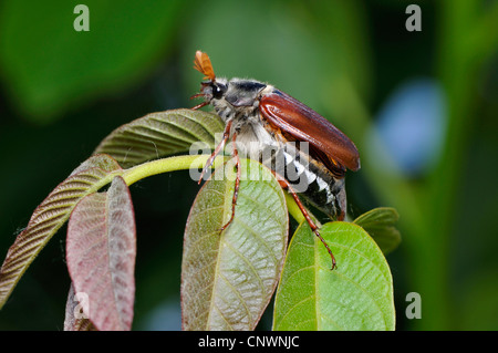 gemeinsamen Maikäfer, Maikäfer (Melolontha Melolontha), sitzen auf einer Pflanze, Deutschland Stockfoto