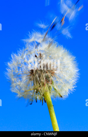 gemeinsamen Löwenzahn (Taraxacum Officinale), Fruchtbildung Kopf im Wind, Schweiz Stockfoto
