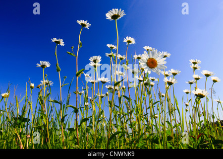 Oxeye Daisy (Chrysanthemum Leucanthemum, Leucanthemum Vulgare), blühen auf einer Wiese, Schweiz Stockfoto