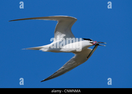 Brandseeschwalbe (Sterna Sandvicensis, Thalasseus Sandvicensis), fliegen mit einem jungen Aal gejagt in den Schnabel, Niederlande, Texel Stockfoto