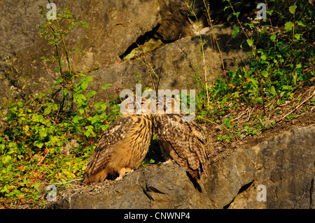 nördlichen Uhu (Bubo Bubo), Sporn zwei Jungvögel sitzen eng zusammen auf einem Felsen in der Abendsonne, Deutschland, Nordrhein-Westfalen, Sauerland Stockfoto