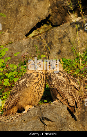 nördlichen Uhu (Bubo Bubo), Sporn zwei Jungvögel sitzen eng zusammen auf einem Felsen in der Abendsonne, Deutschland, Nordrhein-Westfalen, Sauerland Stockfoto