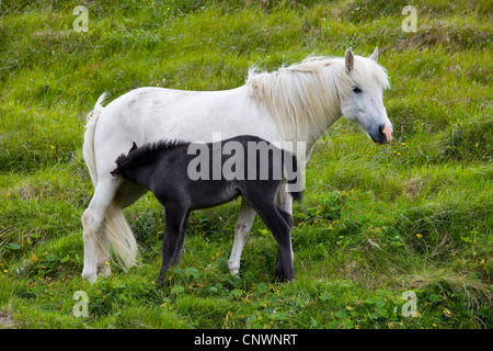 Isländisches Pferd, Island Pony (Equus Przewalskii F. Caballus), Stute mit Fohlen, Island, Skeidar rsandur Stockfoto