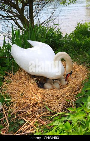 Höckerschwan (Cygnus Olor), machte Eiern im Nest aus Stroh an einem Fluss, Schweiz Stockfoto