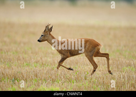 Reh (Capreolus Capreolus), Männlich, zu Fuß über Stoppelfeld, Deutschland, Nordrhein-Westfalen, Münsterland Stockfoto